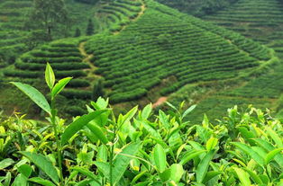 白茶的第一泡不能喝吗？洗茶是必不可少，还是多此一举？