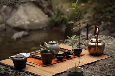 白茶品种