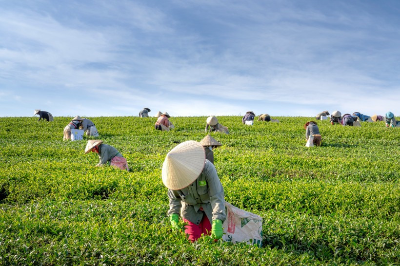 白牡丹茶茶的价格