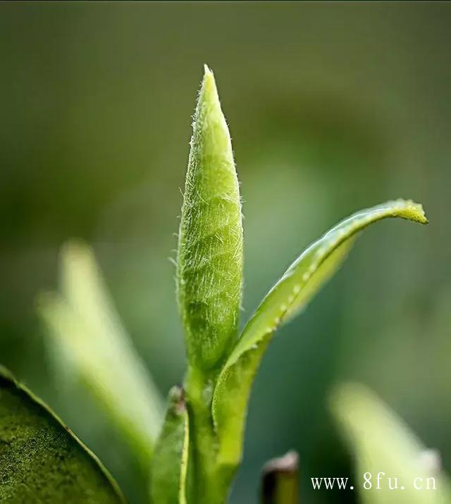 白茶种植技术