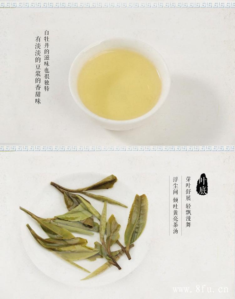 福鼎白茶