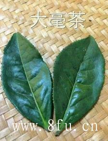 福鼎白茶