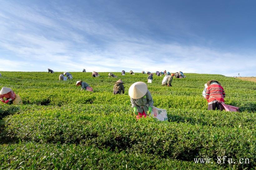 白茶云南普洱茶