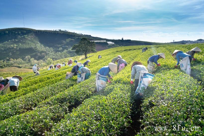 白茶黑茶的功效