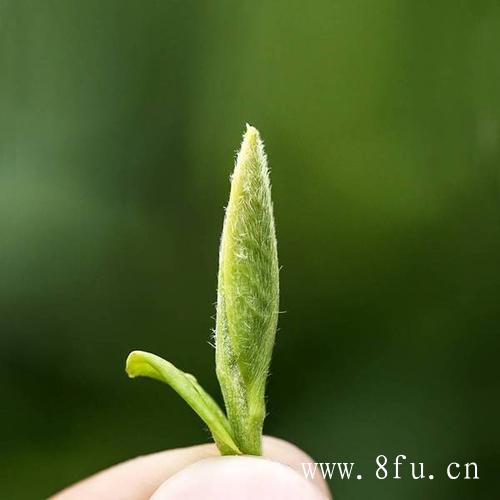 福鼎白茶茶饼