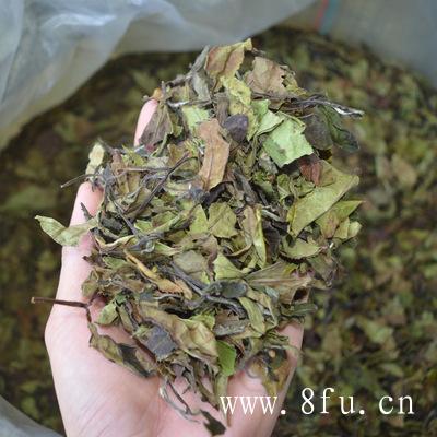 白茶适合做散茶还是做茶饼？