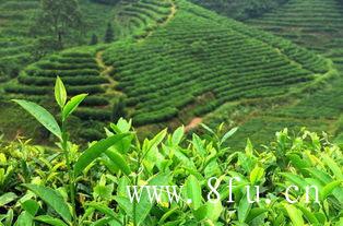 微发酵的白茶—茶农创造出来的传统名茶！