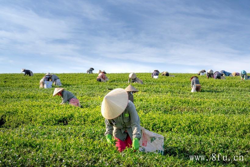 白茶采摘工艺