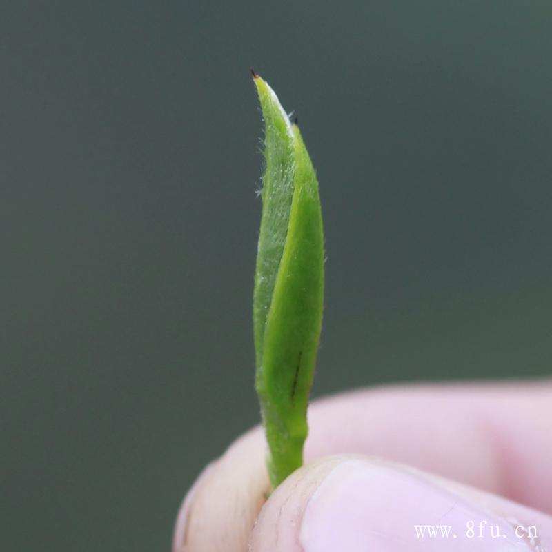 贡眉白茶的特点