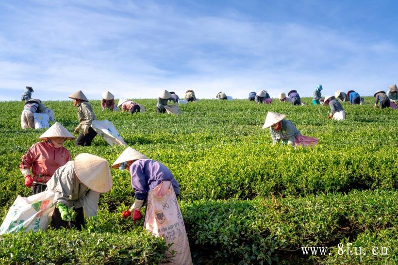 福鼎白茶采摘标准