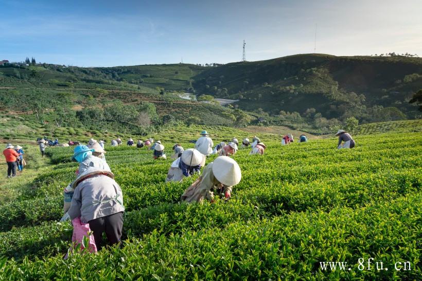 福鼎老白茶饼紫砂壶冲泡法