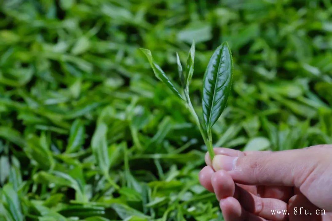 采摘的白毫银针芽头是哪部分,白牡丹茶的制作工序