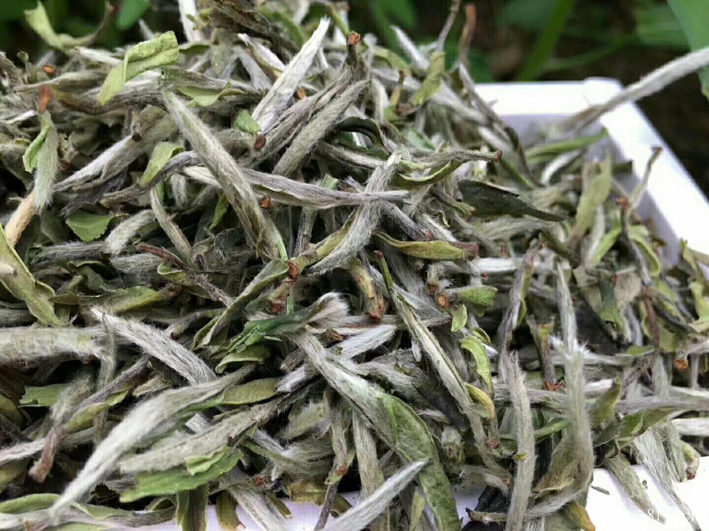 紫砂壶泡白茶一壶侍一茶,白牡丹茶价格影响因素