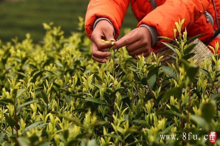 白毫银针的冲泡步骤,白牡丹茶的品牌