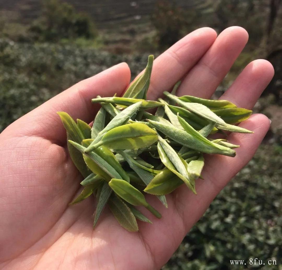 一日三餐白茶减肥吃法