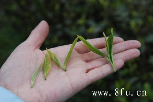 寿眉紧压茶冲泡技巧,白茶与茶多酚量是多少