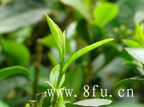 寿眉茶的品质特征,寿眉茶的品质特征