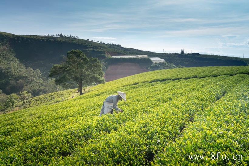 寿眉茶属于发酵茶