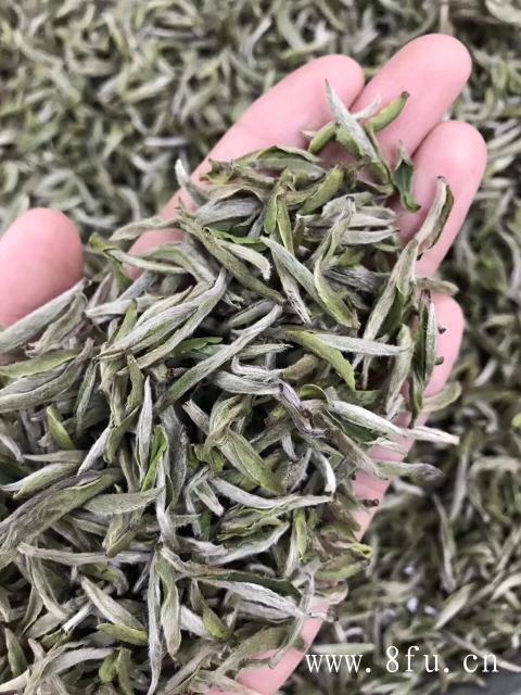 不同的白茶品类茶汤颜色不同