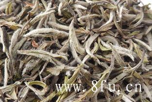 白茶树种种类