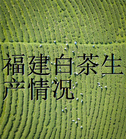 福建白茶生产情况