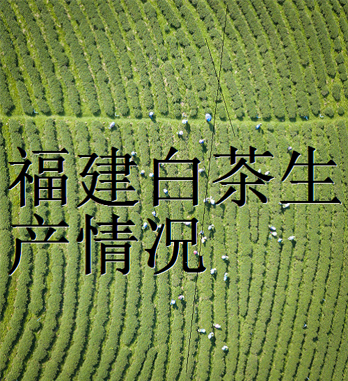 福鼎天湖茶业