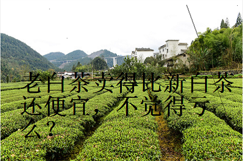 寿眉有茶梗才是它最大的特点