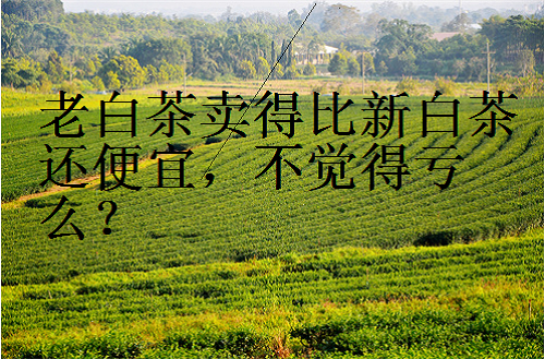 特级寿眉茶