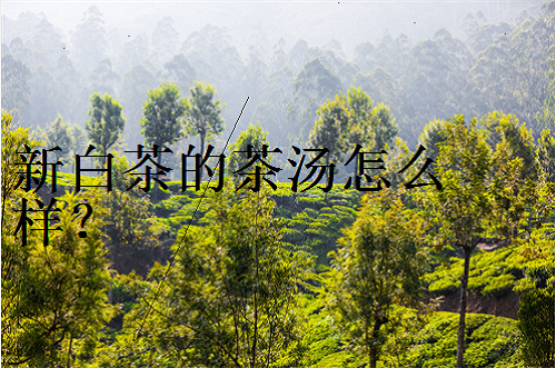 白茶冲泡法