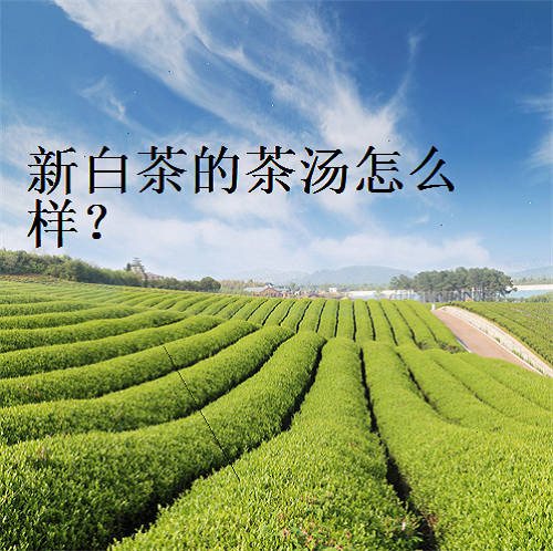 白茶的挑选