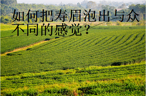 寿眉陈茶茶性由凉转温