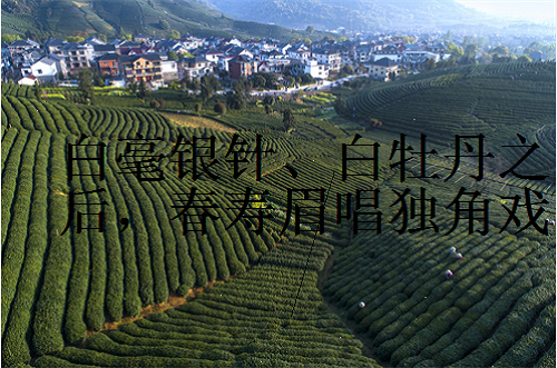 寿眉春茶好还是秋茶好