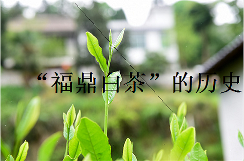 福鼎白茶越陈越香你会存茶吗