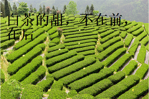 福鼎大白（毫）茶