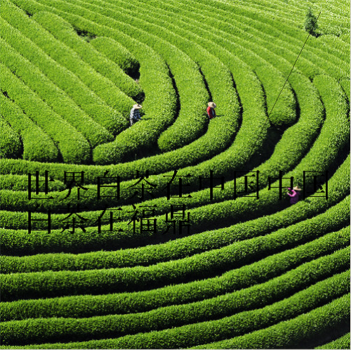 世界白茶在中国中国白茶在福鼎