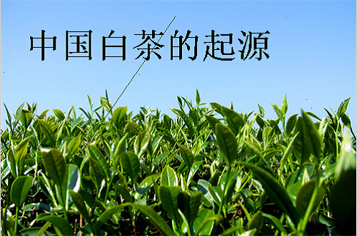 中国白茶的起源