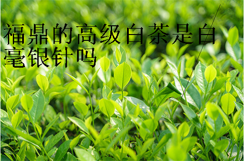 寿眉春茶好还是秋茶好？