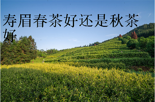 寿眉春茶好还是秋茶好