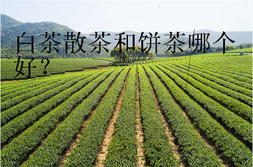 白茶散茶和饼茶哪个好？