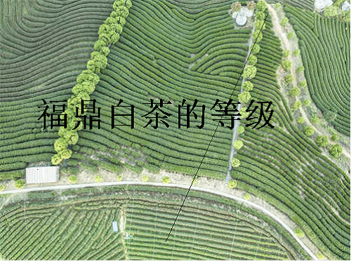 福鼎白茶的等级