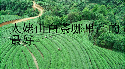 太姥山白茶哪里产的最好