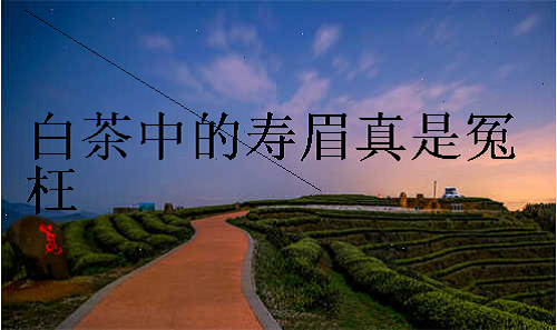 白茶中的寿眉真是冤枉