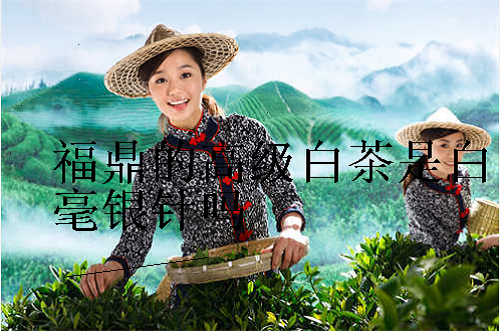 福鼎的高级白茶是白毫银针吗