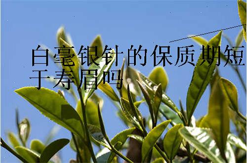 白毫银针的保质期短于寿眉吗