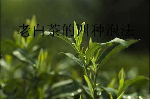 老白茶的四种泡法