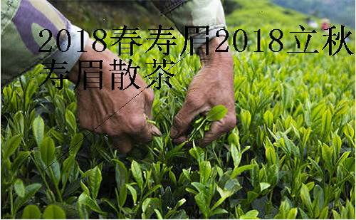 2018春寿眉2018立秋寿眉散茶