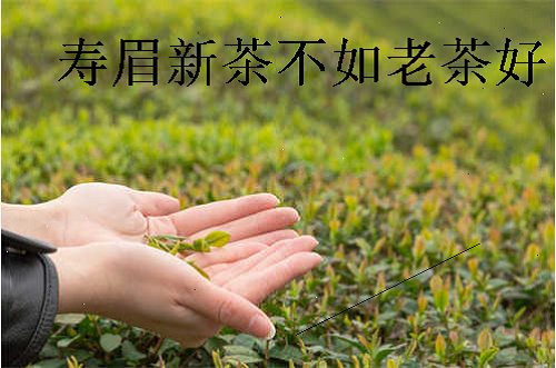 寿眉新茶不如老茶好