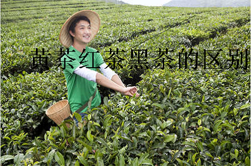 黄茶红茶黑茶的区别