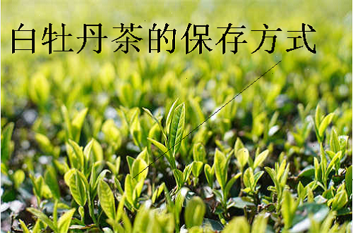 白牡丹茶的保存方式