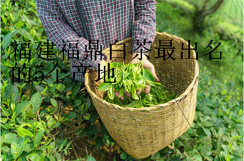 福建福鼎白茶最出名的5个产地